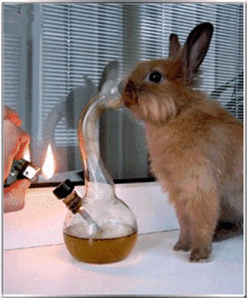 bunny bong