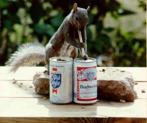 Drunken Squirrel