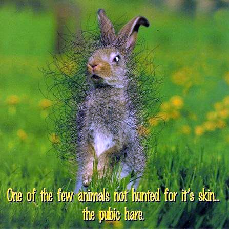 pubic hare