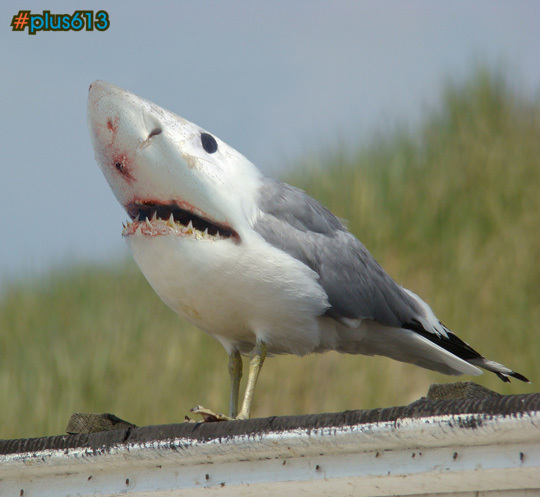 seagull shark
