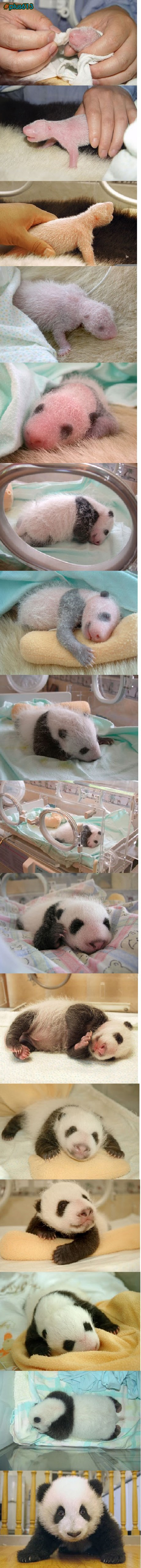 Panda the early days