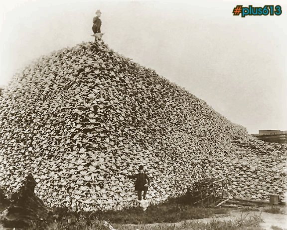 Buffalo bones