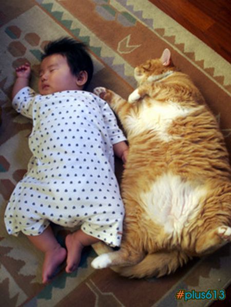 chinese baby & fat cat