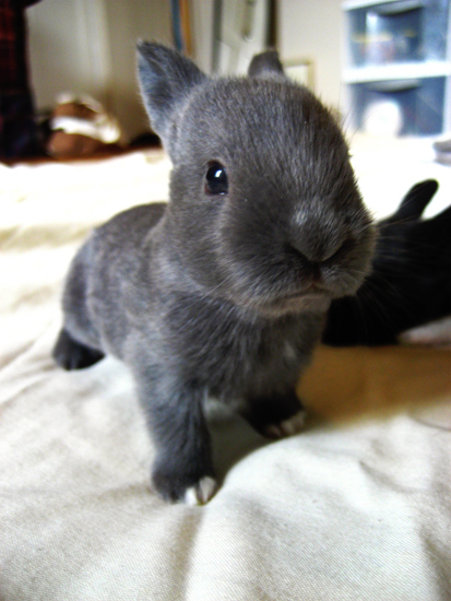 Bunny rabbit! So cute!