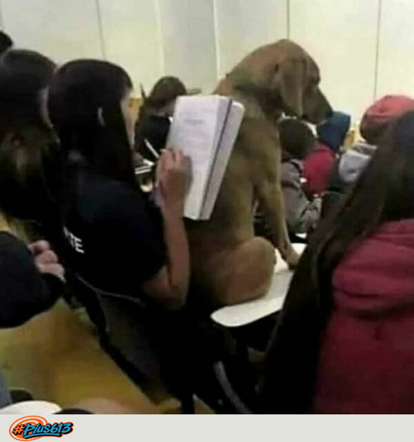 Support animal