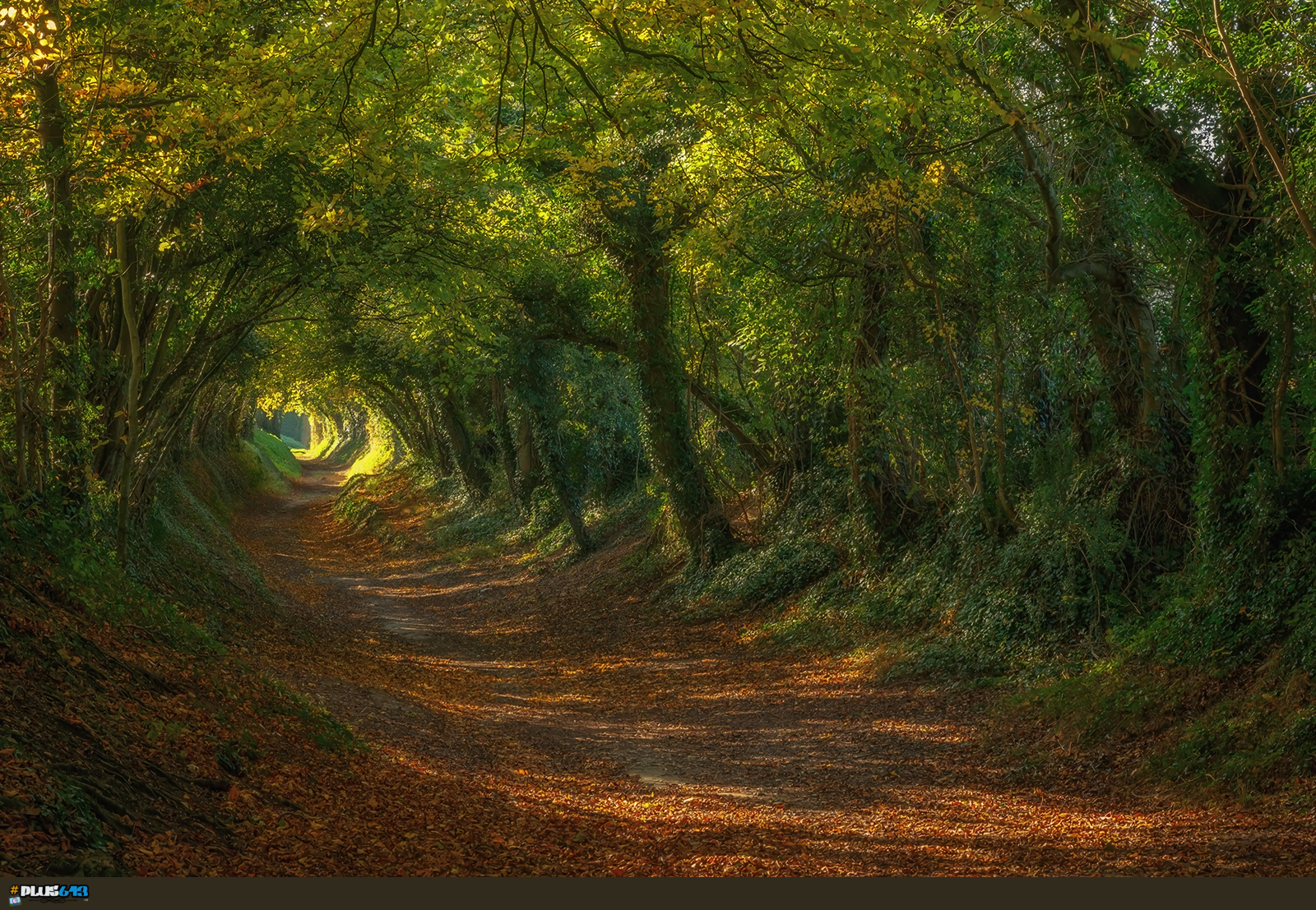 Wallpaper - UK - Sunken Path