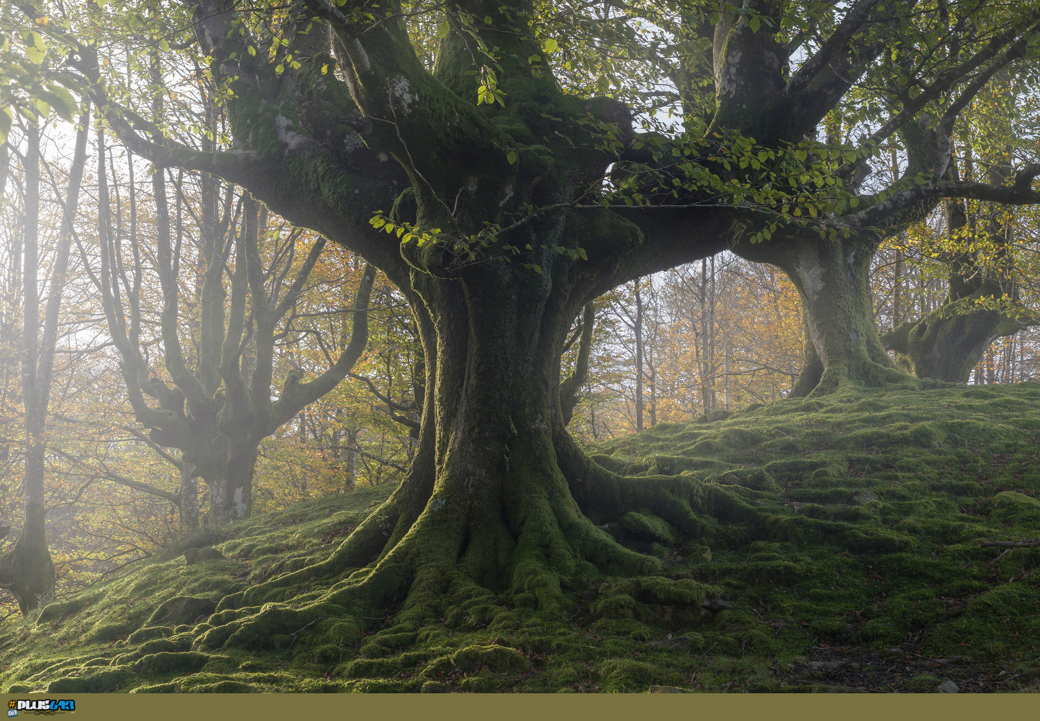 Bosque by David Navia