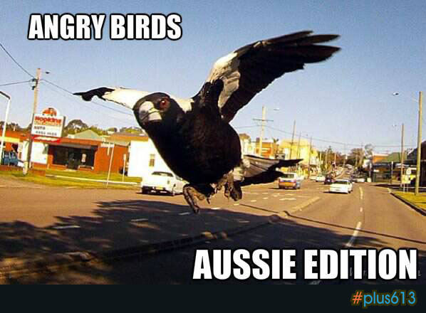 Angry birds