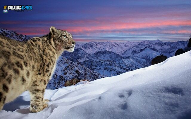 India, snow leopard in the Ladakh mountains