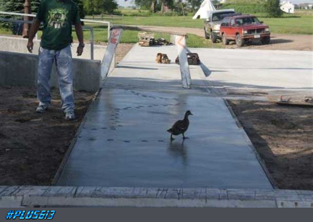 fuck a duck