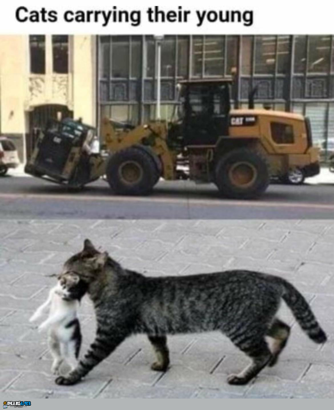 Cats carrying their young