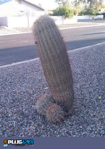 everythings a dildo if youre brave enough