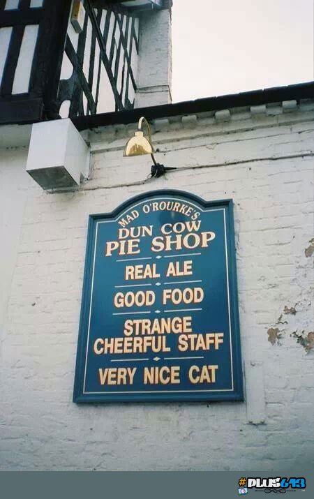 very nice cat