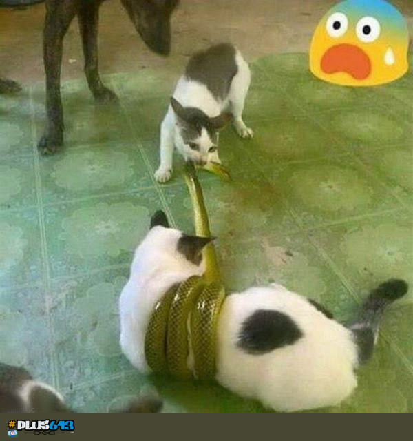 What the actual fuck