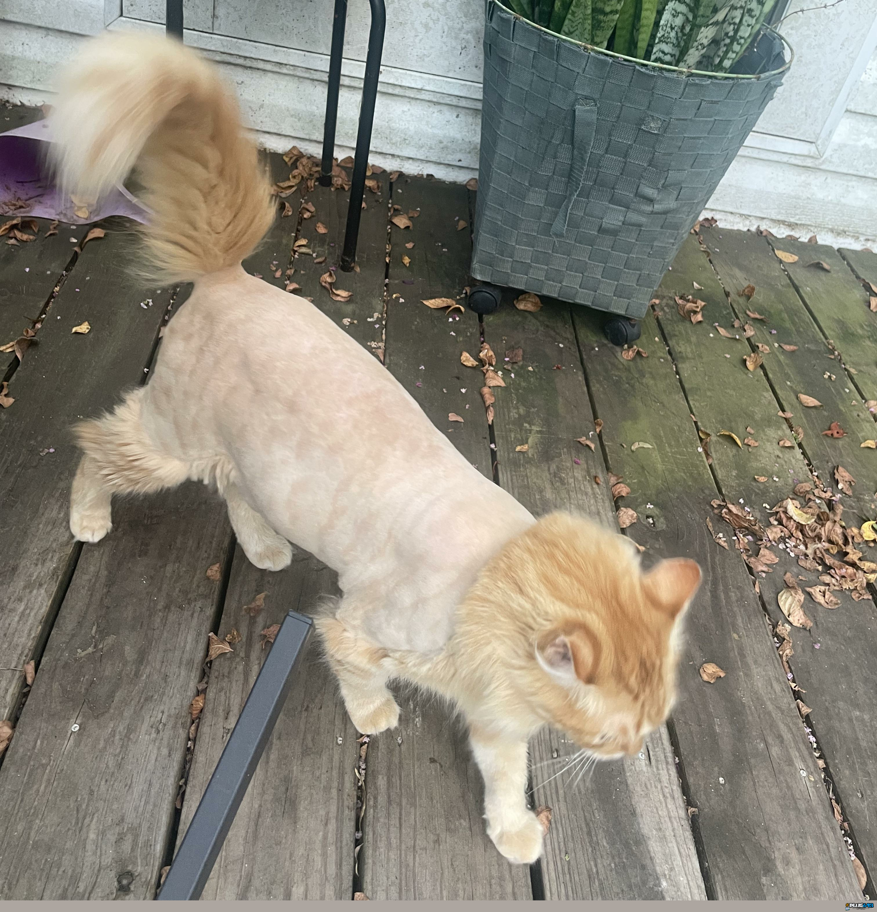 Shaved ginger pussy