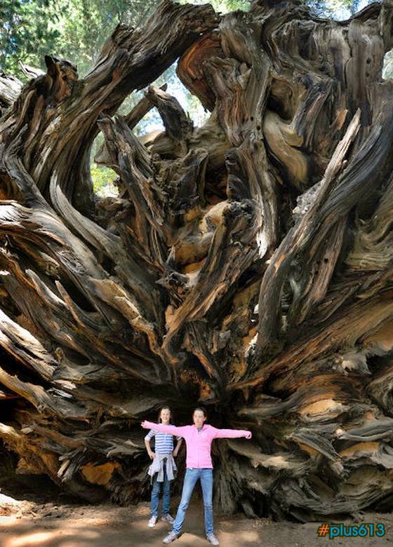 toppled Giant Sequoia