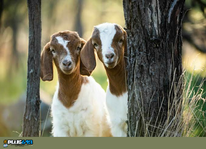 Goats goating goatily