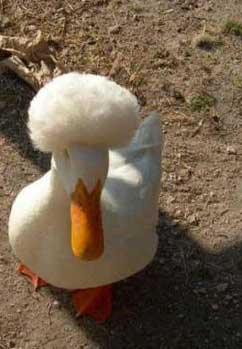 More afro duck