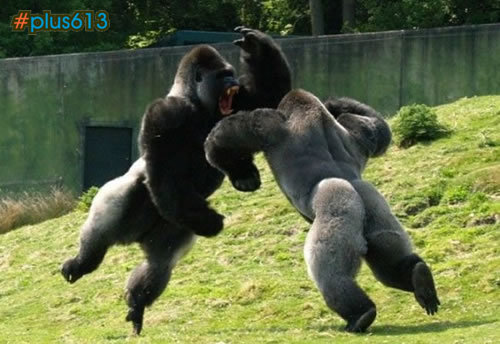 Fighting gorillas
