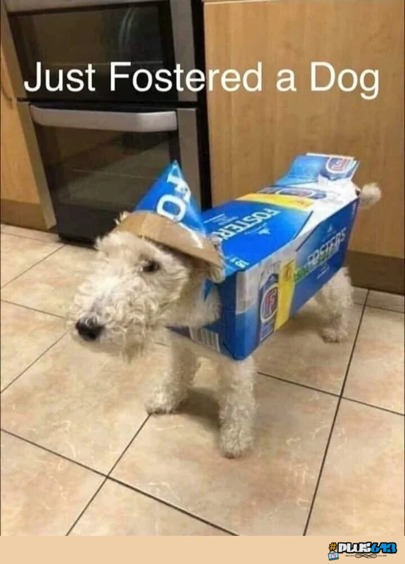 Dog Fostering 