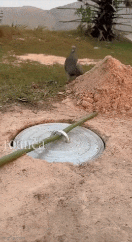 new and improved rat trap