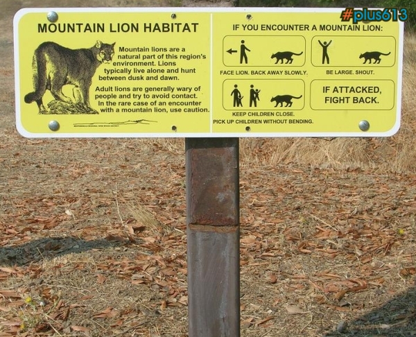 Lion facts I did not know