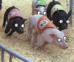 pigs and pigs pigs