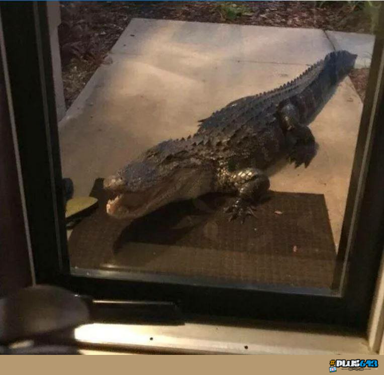 Have you heard the word of Godzilla?