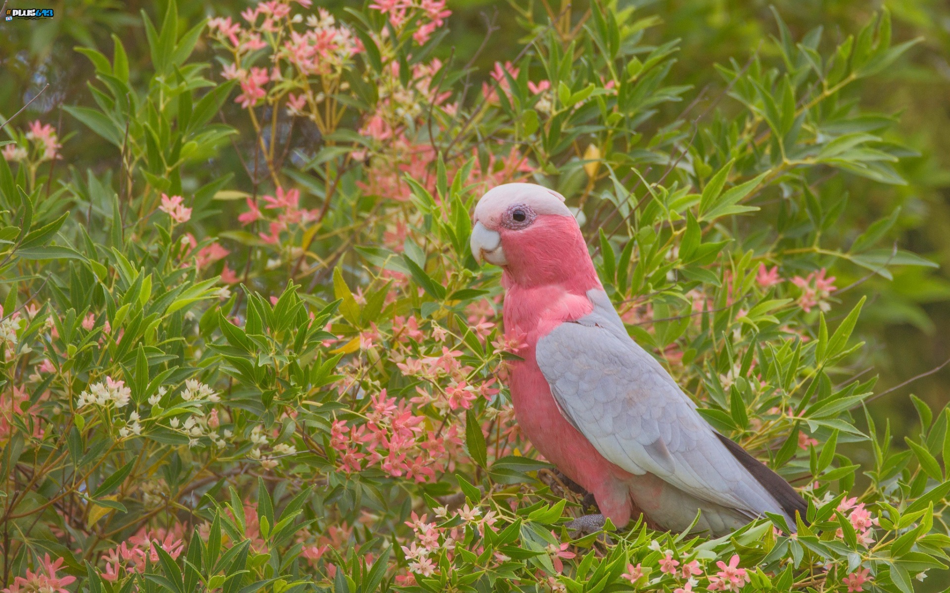 These have to be the dumbest birds on earth.  To be called a galah...