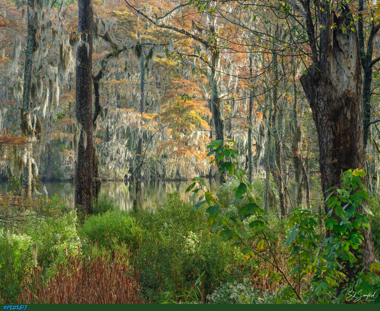 Fall colors come to the swamp by Ed Sanford