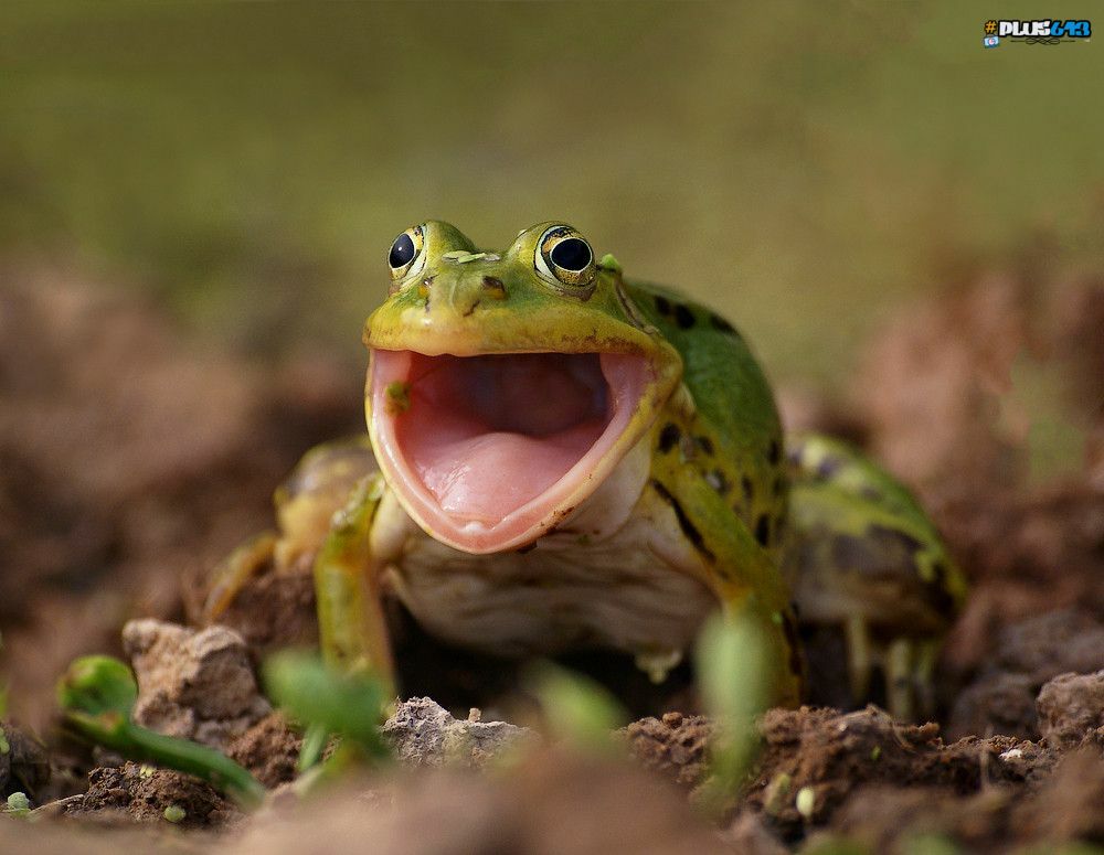 HAR says frog