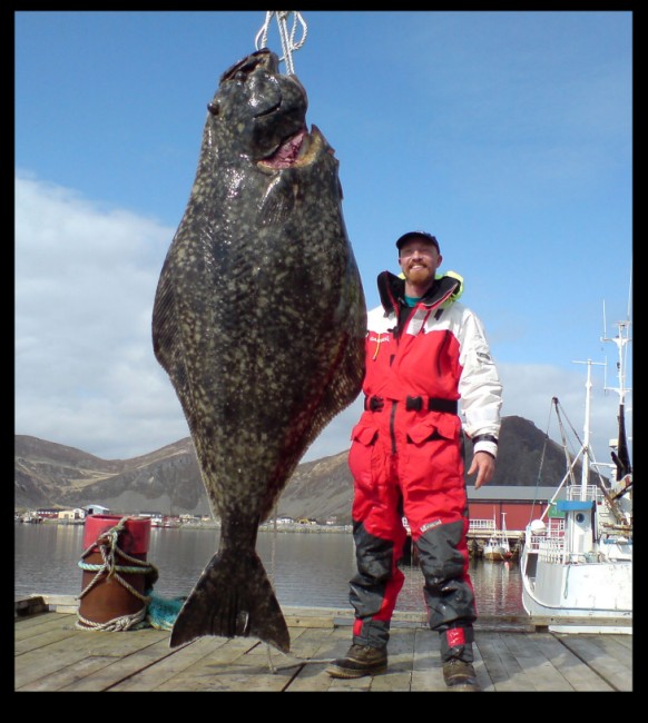 giant halibut