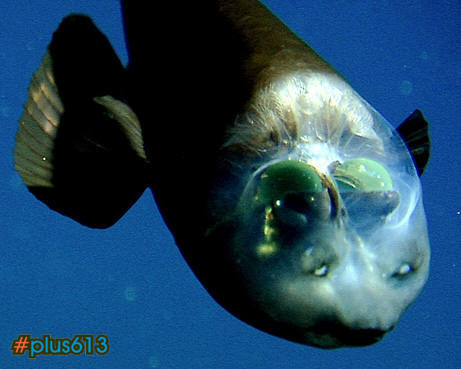 Transparent headed barreleye fish