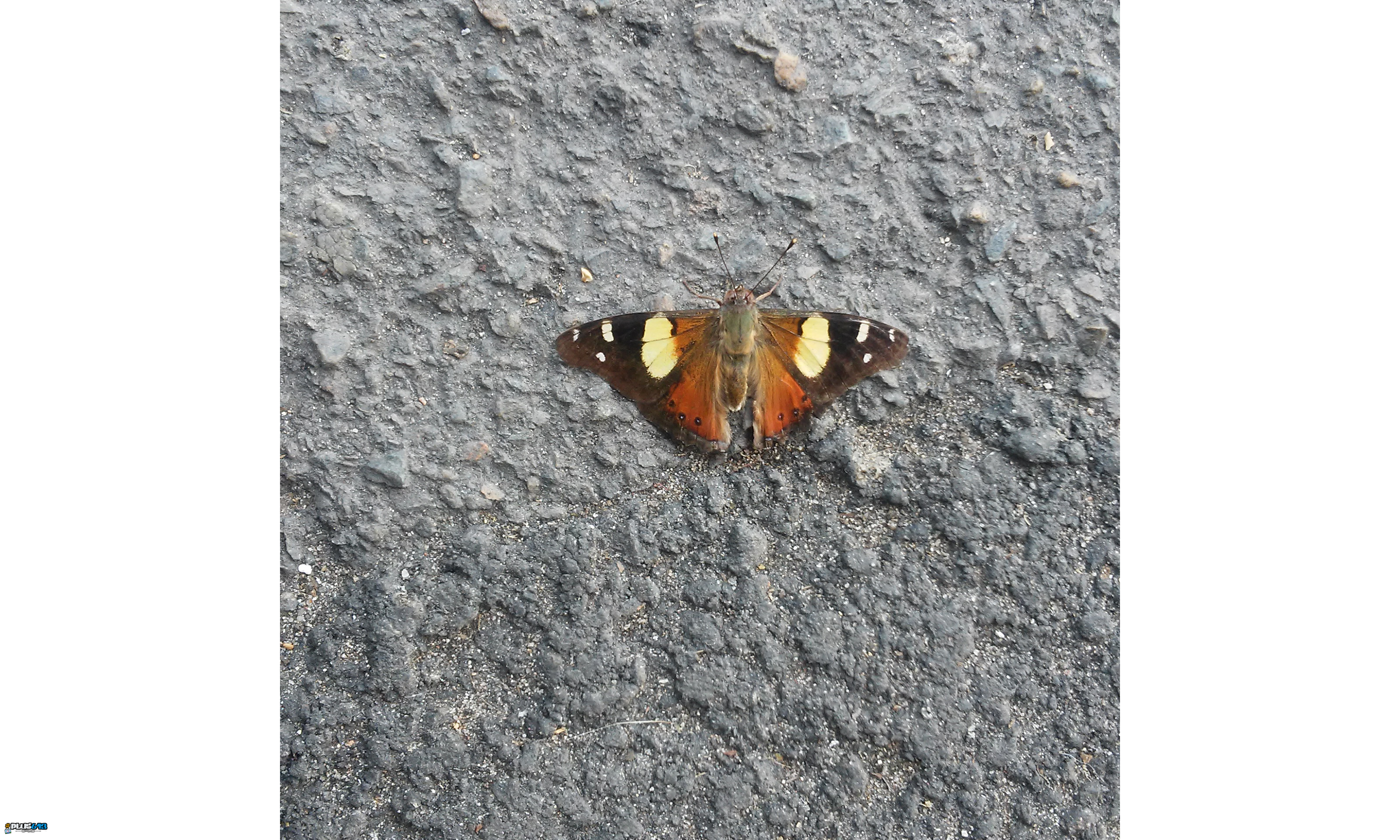 Road moth