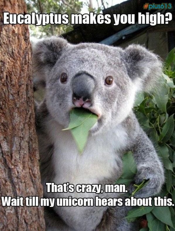 What real Koalas say, for Quasi.