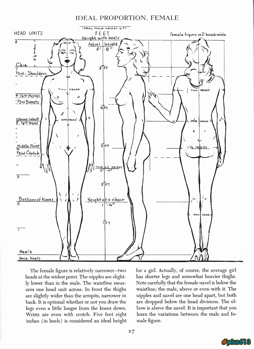Female body proportions (special service for #plus613 users)