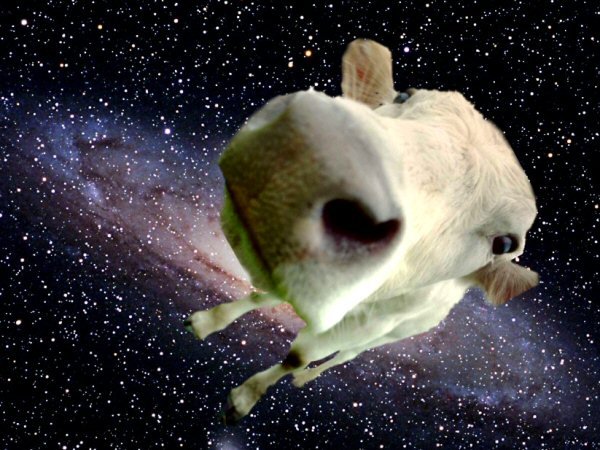 In space no one can hear your moo