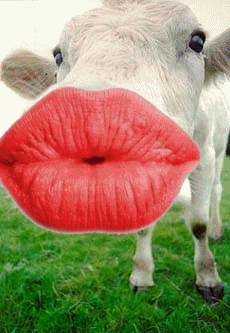kiss the cow