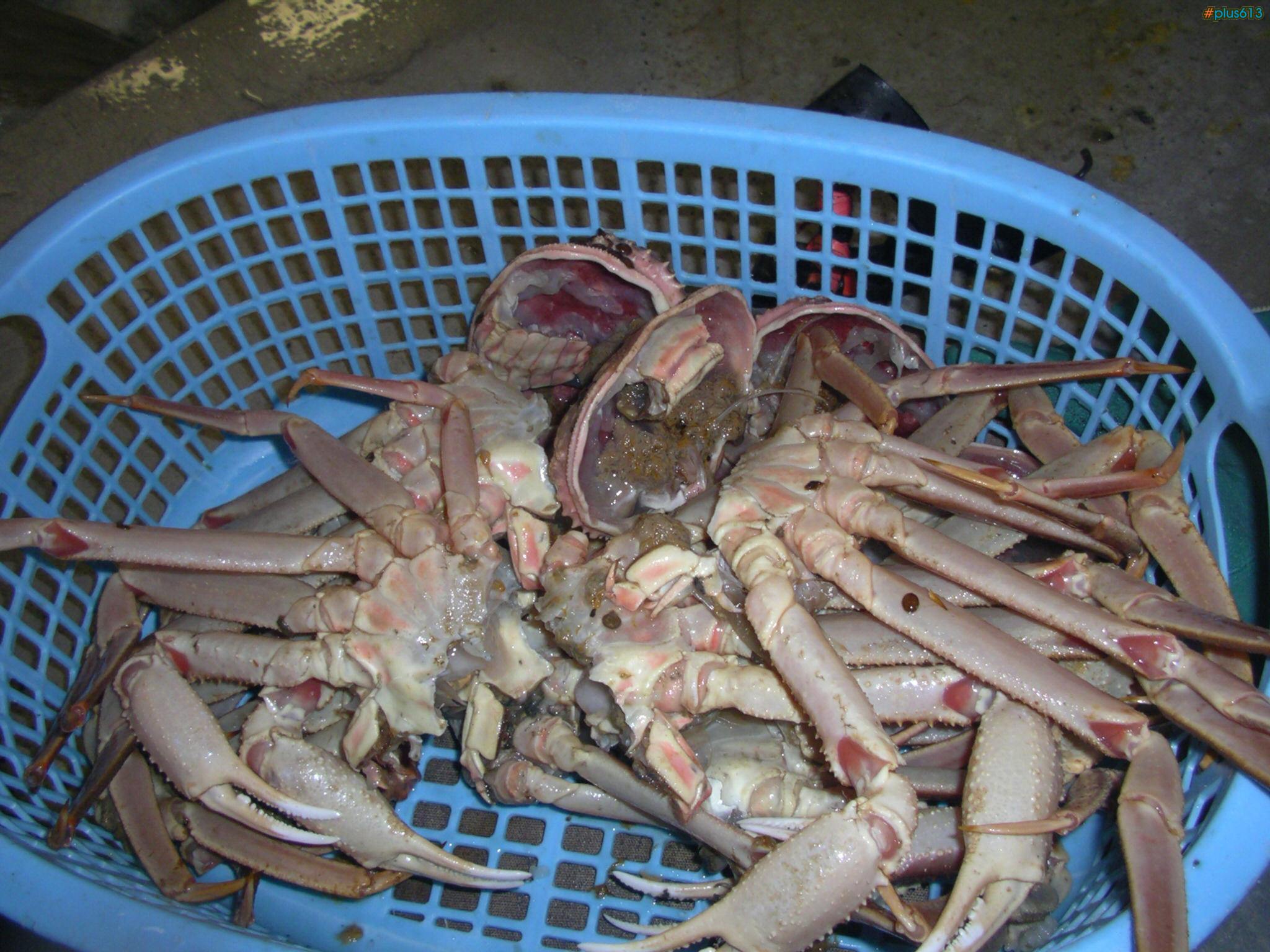 case of the crabs
