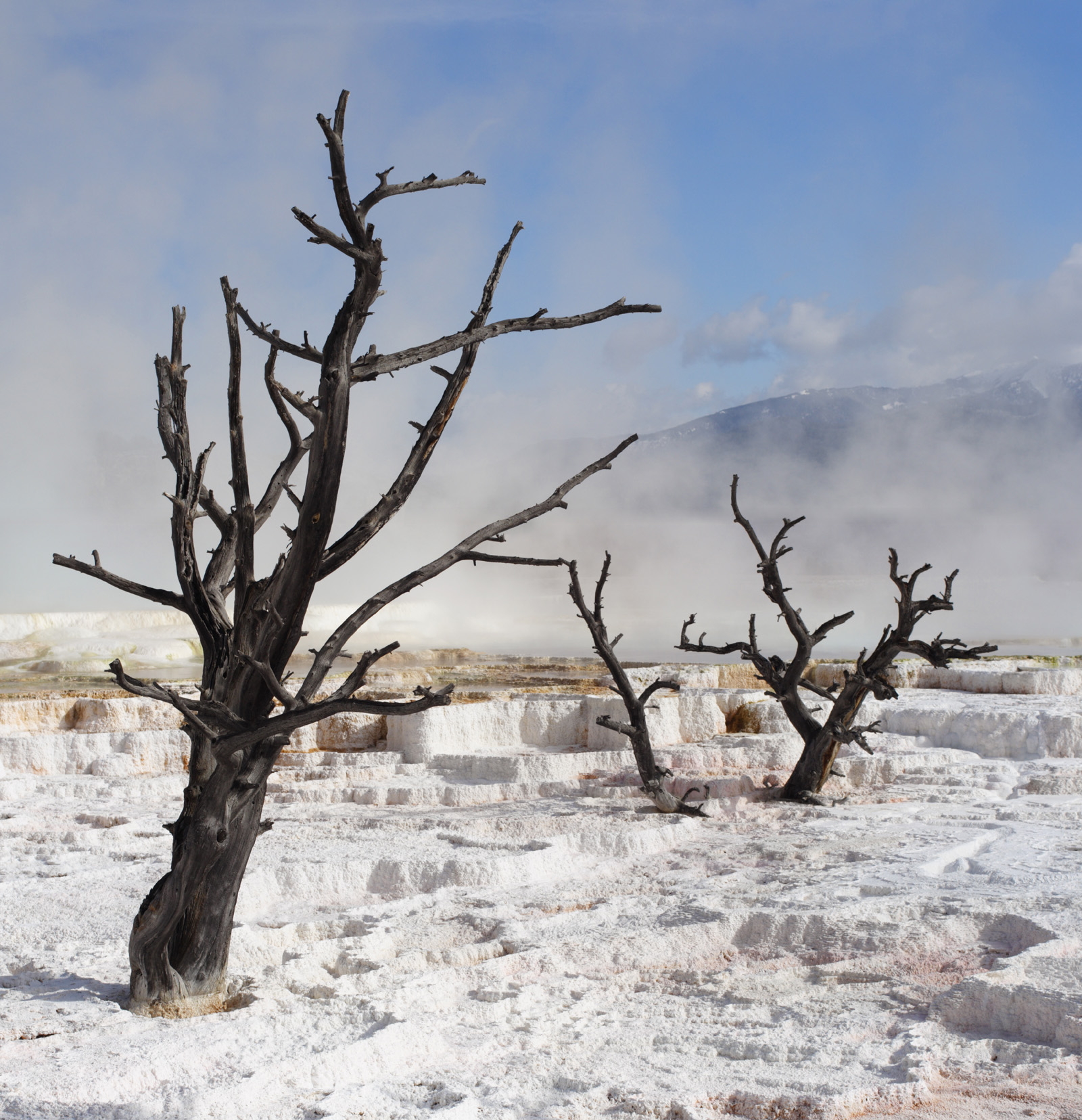 Dead trees in Yellowstone National Park