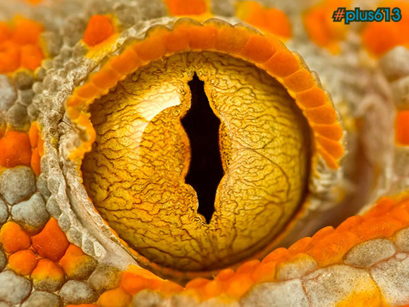 Eye of a Tokay Gecko
