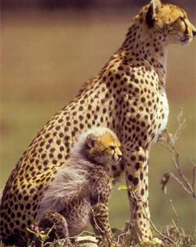 furry-baby-cheetah