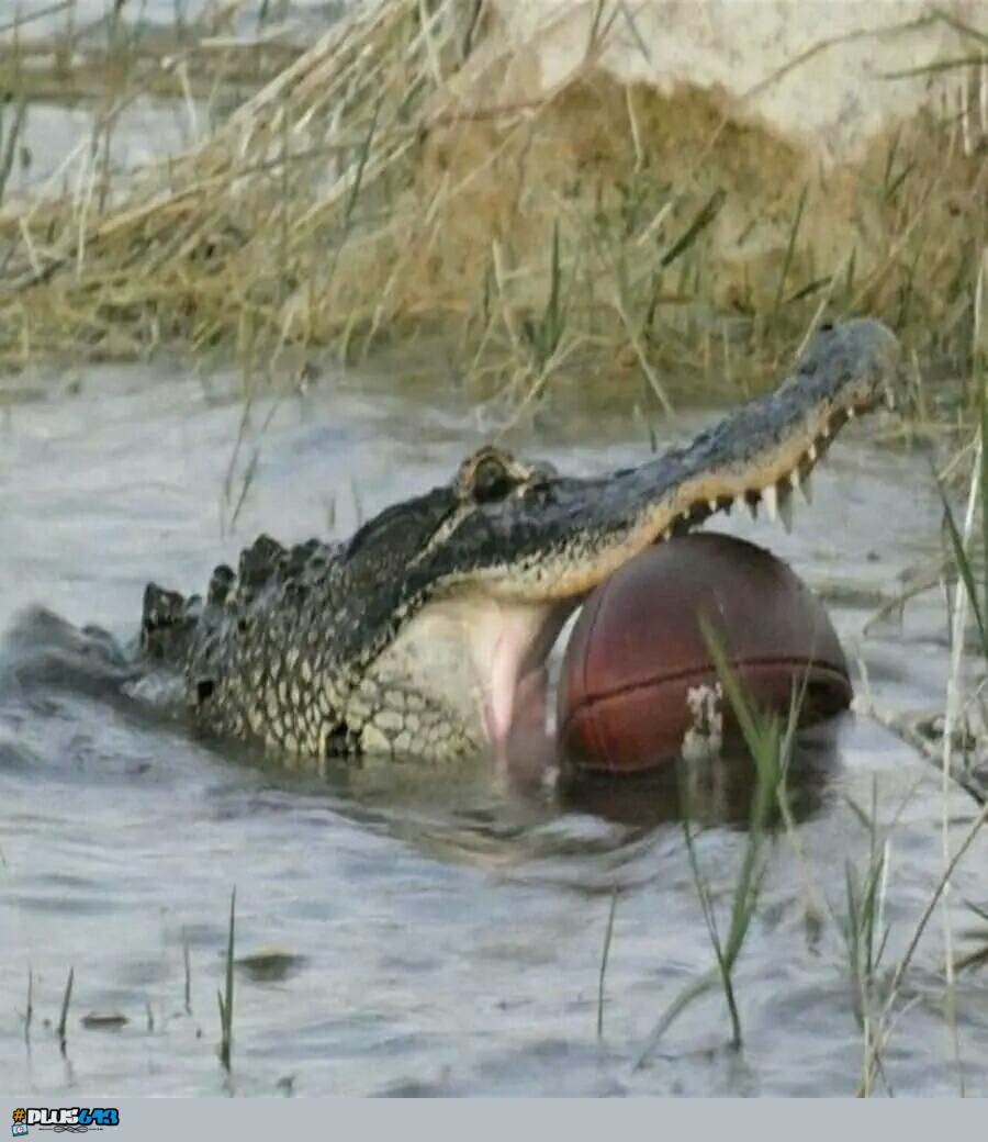 (American) football season in Florida