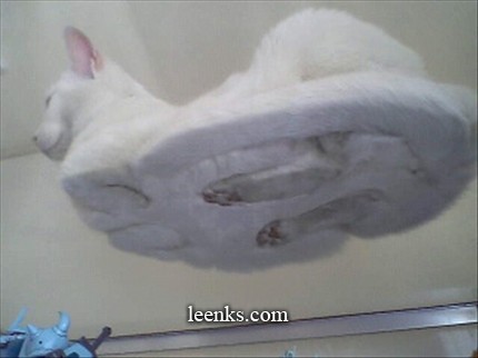 kitty undercarriage