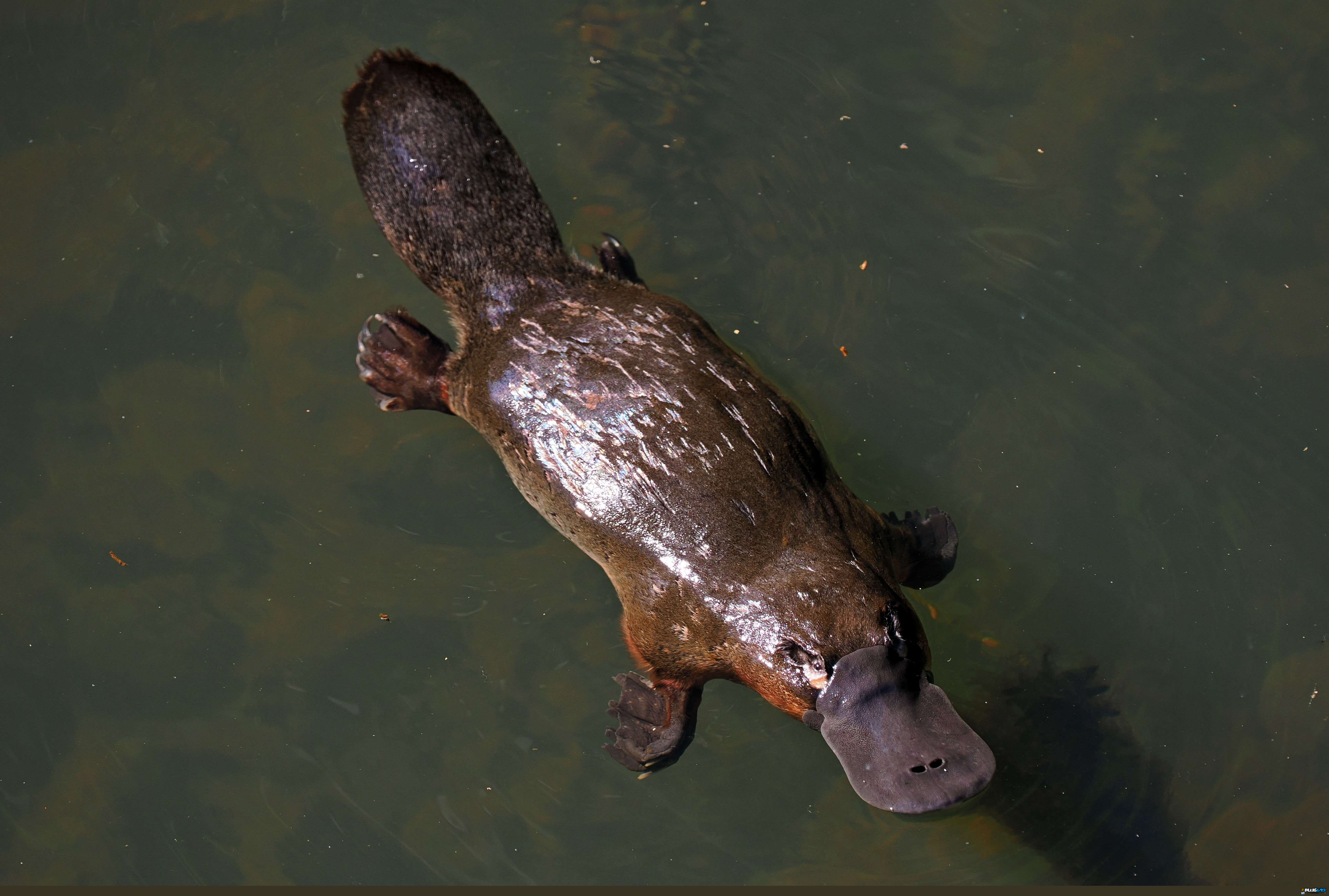 playful platypus