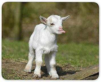 Lots of shitty unrest lately. So here's a baby goat. 