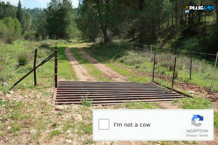 i'm not a cow