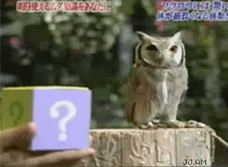 Owl turns into cat!?!