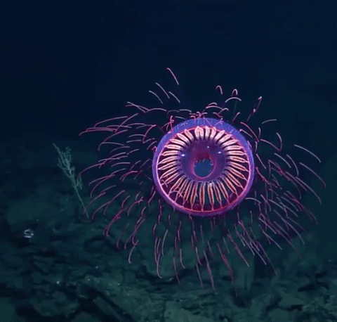 Halitrephes jellyfish