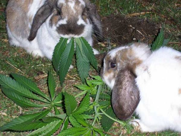 drug bunnies